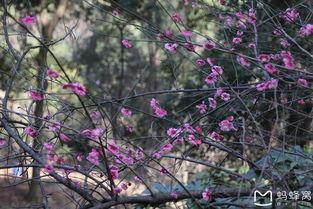 梅花六年级作文