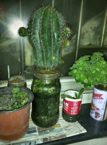 花盆底下必须要有孔吗，花盆底下必须要有孔吗