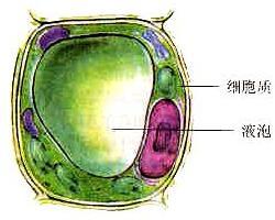 细胞质由什么组成