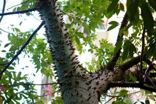 美人树又叫什么树