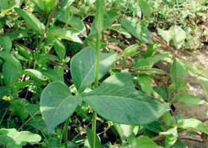 秫米半夏的功效与作用 秫米半夏的功效与作用是什么