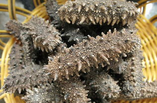 怎样区别海参品质的好坏?