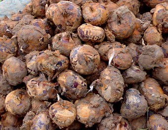 马蹄可以生吃吗?