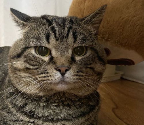 猫咪应激了会有哪些症状