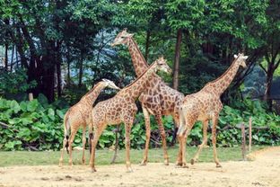 广州长隆野生动物园门票多少?