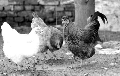 为什么公鸡不会下蛋