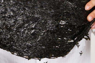 紫菜怎么洗，紫菜怎么洗才不会浪费