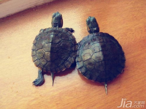 巴西龟吃什么食物