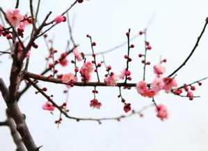 一些关于梅花的诗句