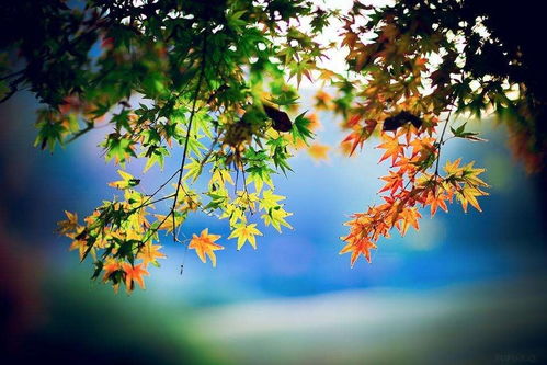 描写秋风的诗句，描写秋风的诗句唯美