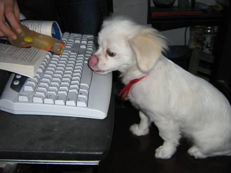 描写小狗的一段话，描写小狗的一段话50字