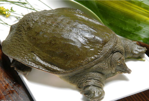 甲鱼和乌龟的区别是什么?常常混淆不清。