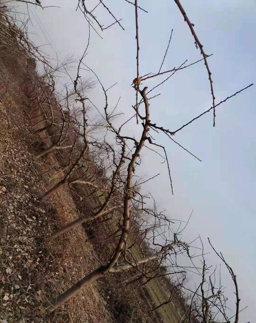 桃树的修剪方法 桃树如何修剪
