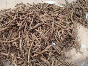 马刺根有什么药用价值