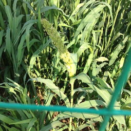 小米是什么农作物种出来的