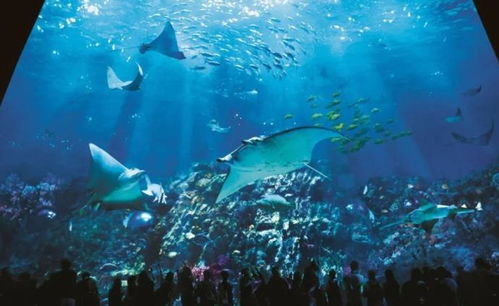 台州椒江海洋公园的门票多少左右?