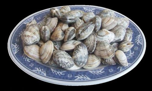 怎样快速去除花蛤里的泥沙