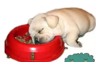 狗狗呕吐是怎么回事?