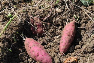 梦到挖红薯是什么意思