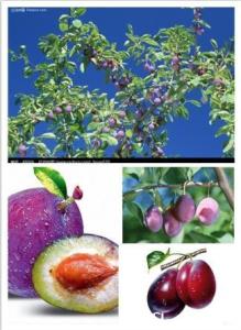 智利西梅成熟月份