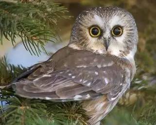 猫头鹰是几级保护动物?