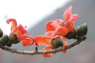 攀枝花是什么样子的花?