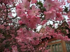 西花厅的海棠花又开了的语言品析