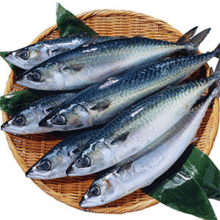 马鲛鱼和鲅鱼是一种鱼吗，马鲛鱼和鲅鱼是一种鱼吗图片