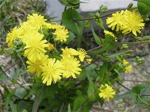 山苦荬有什么营养?