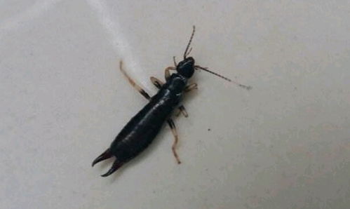 夹板虫，夹板虫是从哪里来爬进家里的