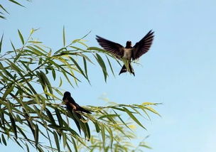 似曾相识燕归来的上一句