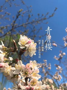 樱花结的果能吃吗?