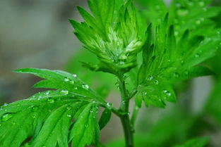 艾草贴的功效与作用，艾草贴的功效与作用禁忌