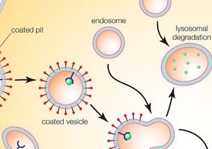 胞吞胞吐需不需要能量，胞吞胞吐需不需要能量和载体