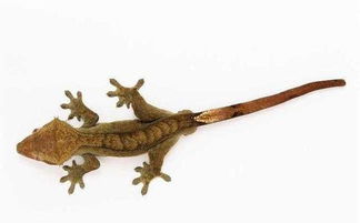 怎样驱赶壁虎最有效?