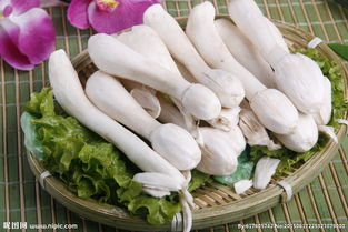 鸡腿菇和杏鲍菇的区别