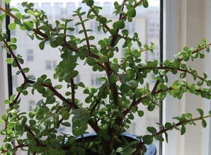 金枝玉叶修剪示意图解，金枝玉叶修剪示意图解金枝玉叶怎么造型好看