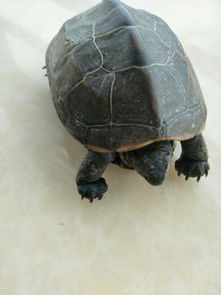 乌龟腐皮，乌龟腐皮图片