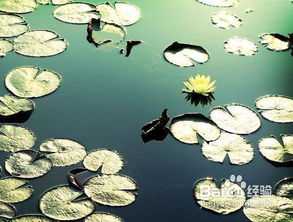 鱼虫怎么养，鱼虫怎么养活的时间长