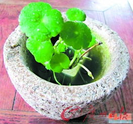 金钱莲，金钱莲和金线莲的功效多少钱