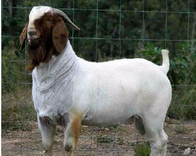 一只波尔山羊的价格，波尔山羊价格多少钱一只