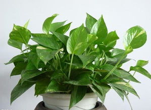 绿萝价格，绿萝价格多少钱一盆