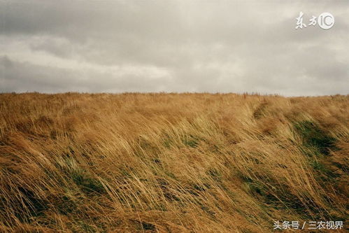 蚯蚓往上爬，蚯蚓往上爬是什么现象