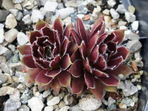 长生草的养殖方法和注意事项