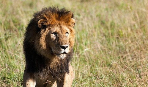 狮子的特点