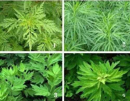 紫茎泽兰，紫茎泽兰建议