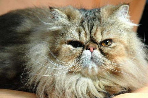 波斯猫和加菲猫的区别，波斯猫和加菲猫的区别是什么