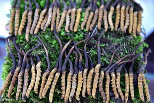 虫草种植，虫草种植和野生的区别