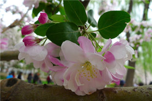 海棠花怎么修剪，四季海棠花怎么修剪