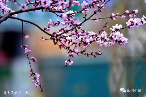 桃花拼音，桃花拼音怎么拼写声调